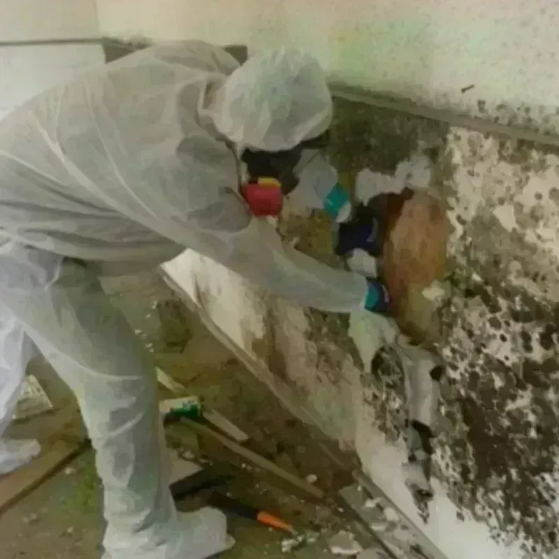 Mold Remediation and Removal in Saint Clair, MI